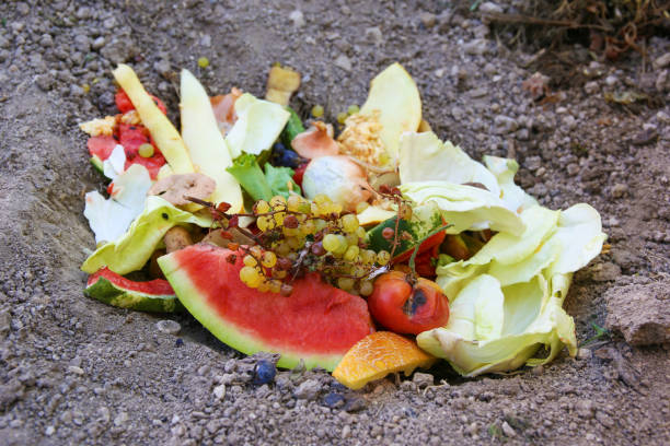 residuos domésticos para compost a partir de frutas y verduras en la huerta. - globe grape fotografías e imágenes de stock