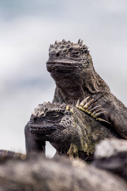 istock Two marine iguanas (Amblyrhynchus cristatus) keep watch 1192126538