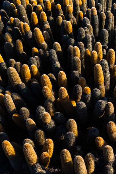 Lava Cactus Brachycereus nesioticus Lava Cactus (Brachycereus nesioticus) a lava colonizer growing in black lava rock in the Galapagos Islands, Ecuador. lava cactus stock pictures, royalty-free photos & images