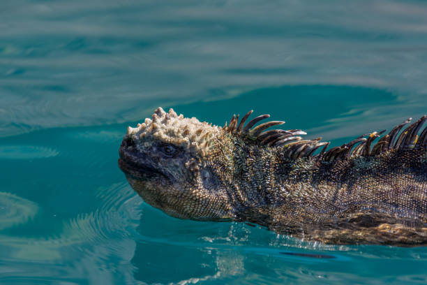 istock Galapagos Marine iguana 1192126615