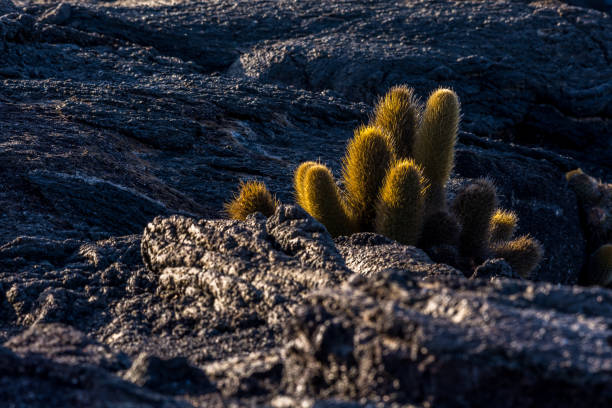 Lava Cactus in Galapagos Lava Cactus (Brachycereus nesioticus) a lava colonizer growing in black lava rock in the Galapagos Islands, Ecuador. lava cactus stock pictures, royalty-free photos & images