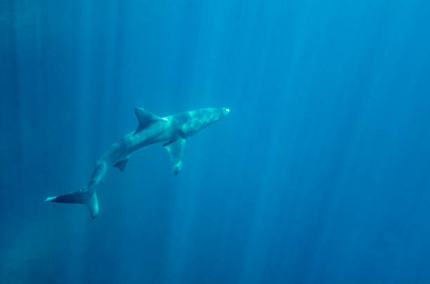 istock A shark swimming in the Pacific Ocean 1192126769