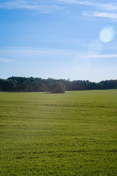 istock green meadow under blue sky on a clear sunny day 1192126932
