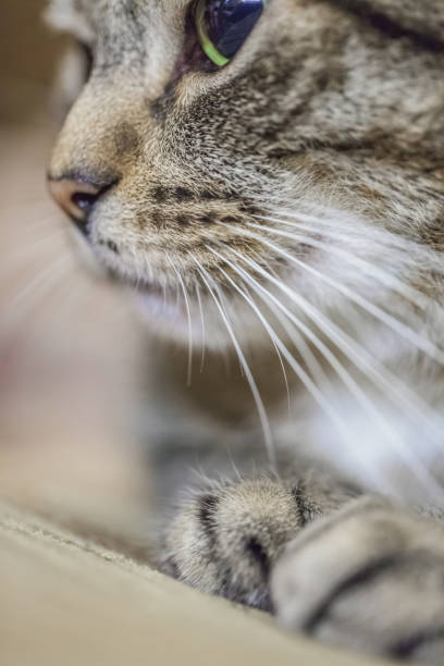 istock muzzle of a tabby cat with big eyes, close up, soft focus 1192126968