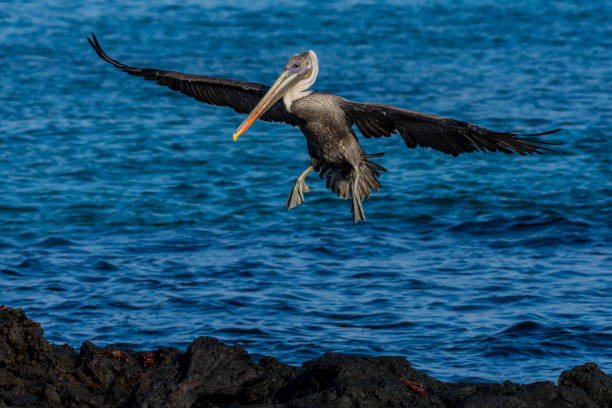 istock Brown pelican (Pelecanus occidentalis) coming in for a landing 1192127059