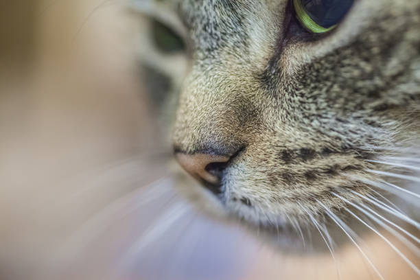 muzzle of a tabby cat with big eyes, close up, soft focus