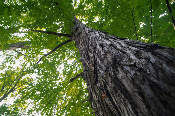 istock large trees in a forest with lush green foliage, view from below 1192127119