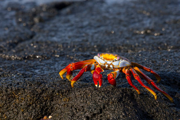 istock A brilliantly colored sally lightfoot crab 1192127214
