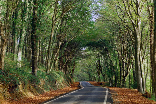 Curved asphalt road bending into forest on autumn season. Autumn leaves between road and the trees. Sunlight passing through trees and falls onto ground. Belgrad Forest in Turkey.