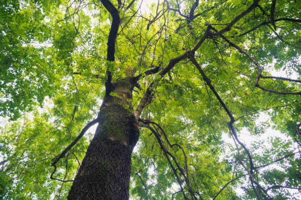 duże drzewa w lesie z bujnymi zielonymi liśćmi, widok z dołu - spring oak tree leaf oak leaf zdjęcia i obrazy z banku zdjęć