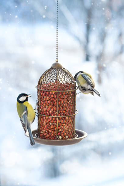 Two great tits eat food from a hanging feeder on a snowy winter day. Two great tits eat food from a hanging feeder on a snowy winter day. Help the birds survive in the winter. Feeder with raw peanuts. bird feeder photos stock pictures, royalty-free photos & images