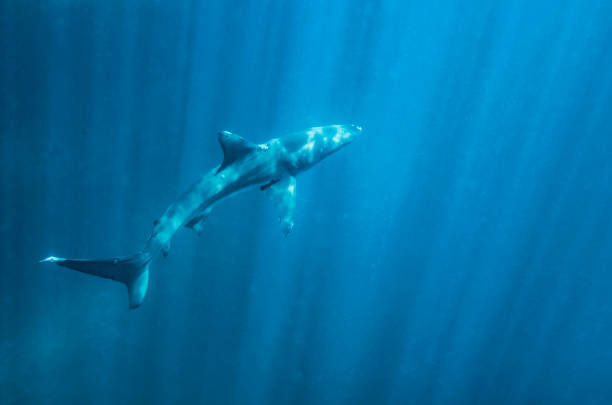 istock A shark swimming in the Pacific Ocean 1192128321