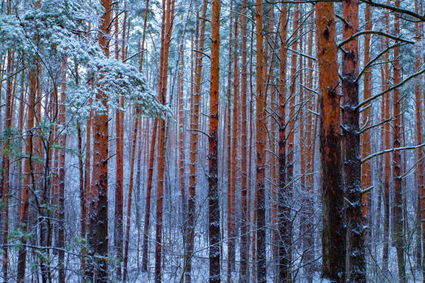 istock Beautiful winter landscape with pine trees snow covered . 1192128808