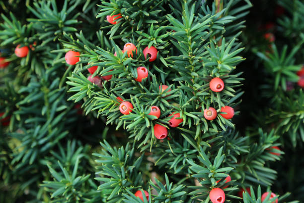 Taxus baccata European yew is conifer shrub Taxus baccata European yew is conifer shrub with poisonous and bitter red ripened berry fruits needle plant part photos stock pictures, royalty-free photos & images