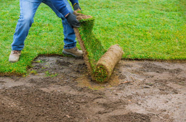 Landscaping laying new sod a backyard green lawn grass in rolls Landscaping laying new sod in a backyard green lawn grass in rolls apply fertilizer stock pictures, royalty-free photos & images