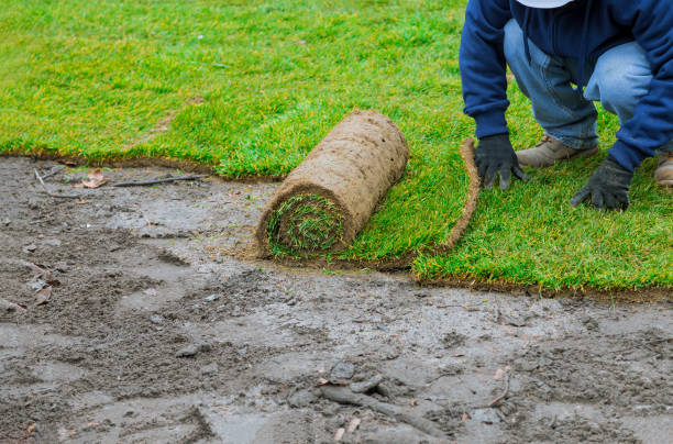 istock Man laying grass turf rolls for new garden lawn 1192130022