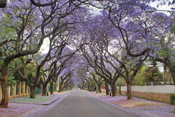 istock Canopy of blooming jacaranda trees 1192131341
