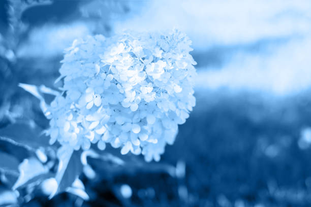 istock Hydrangea flower, one branch, (a variety of panicle hydrangea) on a background close-up, classic, blue, monochrome, tone 1192131591