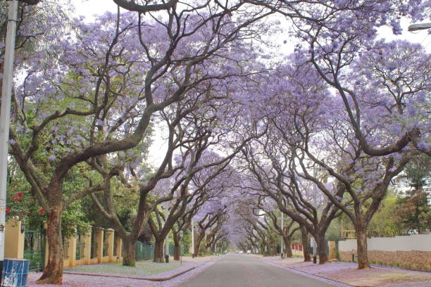 istock Canopy of blooming jacaranda trees 1192131671