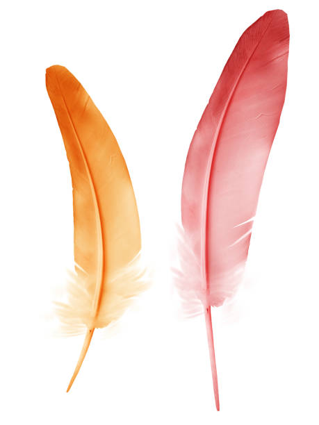 istock Beautiful color feather isolated on white background 1192131870