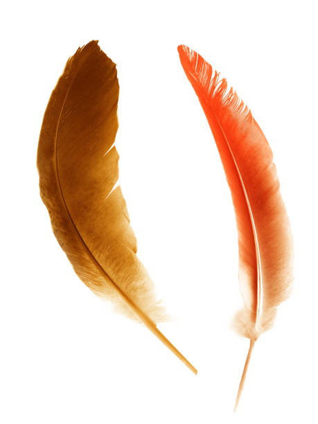 istock Beautiful color feather isolated on white background 1192131902