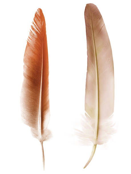 istock Beautiful color feather isolated on white background 1192131924