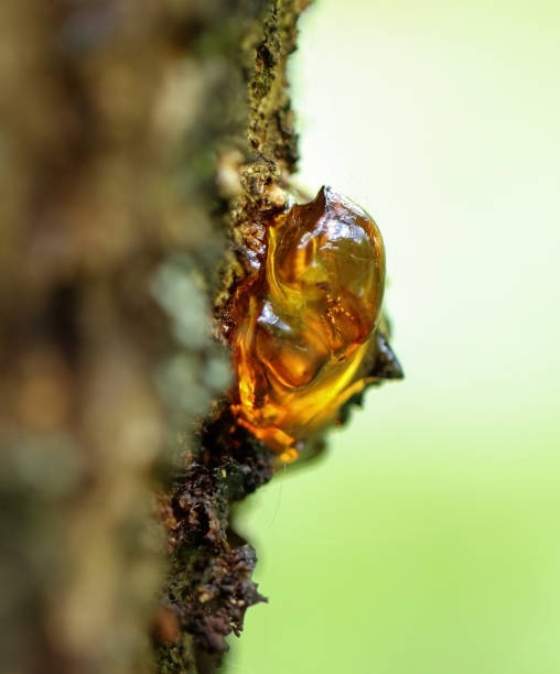 istock Resin on a tree in orchard 1192131957