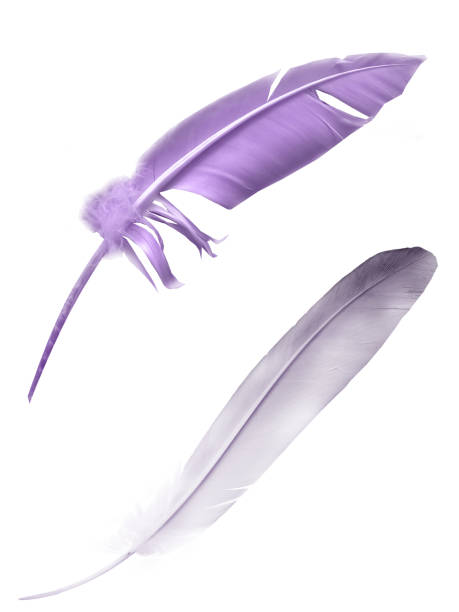 istock Beautiful color feather isolated on white background 1192131965