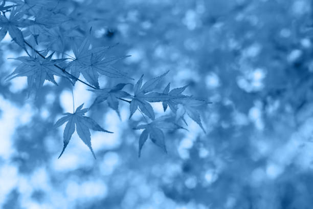 日本のカエデの木と空を使った秋の作曲。 - kyoto accord 写真 ストックフォトと画像