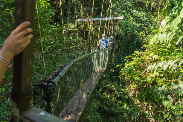 istock Famous Tree Top Canopy Walkway in Borneo 1192133142