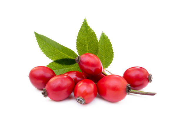 Ripe rose hip Ripe rose hip isolated on white background wild rose hip stock pictures, royalty-free photos & images