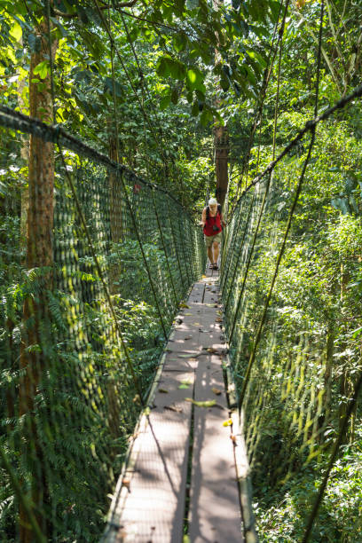 istock Famous Tree Top Canopy Walkway in Borneo 1192133348
