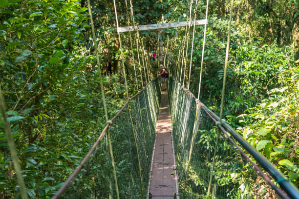 istock Famous Tree Top Canopy Walkway in Borneo 1192133413