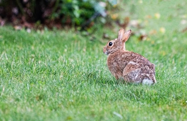 istock Brown bunny rabbit sitting on green grass 1192133599