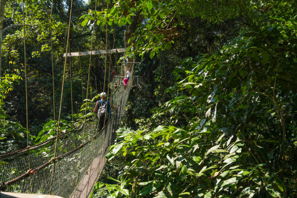 istock Famous Tree Top Canopy Walkway in Borneo 1192133601