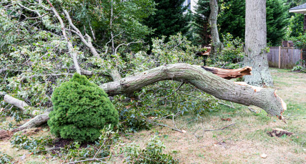 istock Large tree branch on the ground from wind storm 1192133618