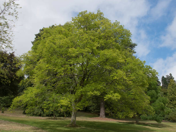 istock Hybrid Cut Leaf Zelkova Tree (Zelkova x verschaffeltii) in a Park with a Cloudy Blue Sky Background 1192134735