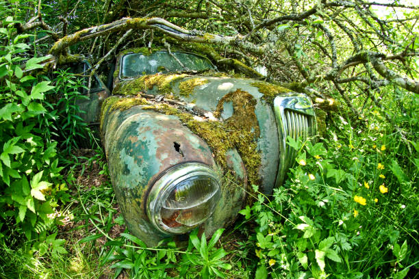 Cars turned into wrecks deep in swedish forests. The nature is slowly taking control.