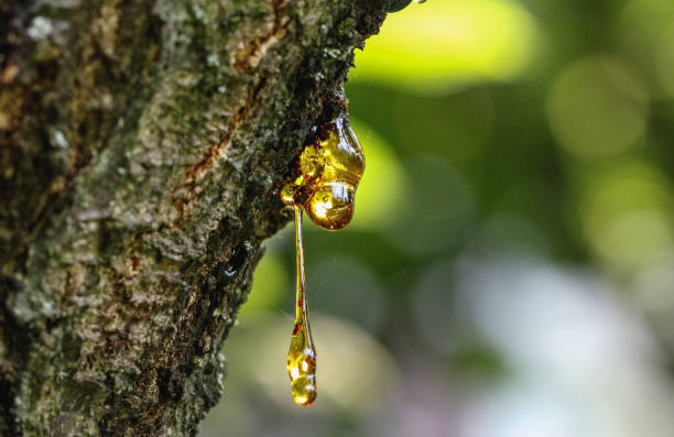 Resin on a tree in orchard stock photo