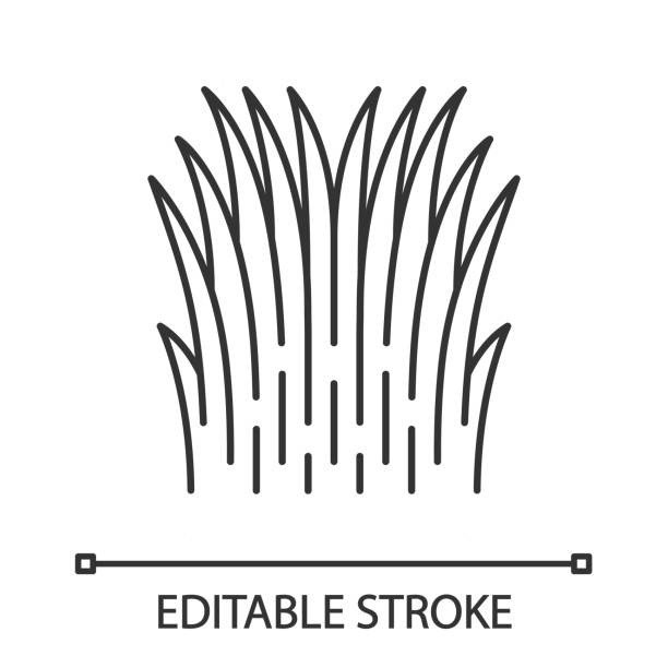 Mexican thread grass linear icon Mexican thread grass linear icon. Lush herbal bush. Nassella tenuissima. Finestem needlegrass. High grass. Thin line illustration. Contour symbol. Vector isolated outline drawing. Editable stroke tussock stock illustrations