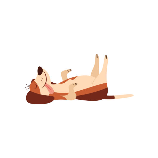 leniwy pies beagle r. na plecach komiks kreskówki płaskiej ilustracji wektora izolowane. - animal back stock illustrations