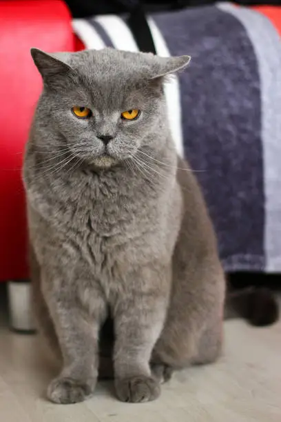 Photo of A picture of the british cat standing in front of the sofa. He´s quite angry, grumpy and in bad mood.