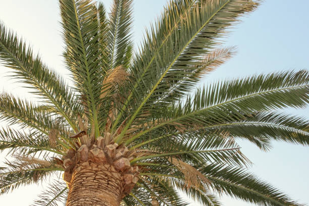 istock Palm treetop from the foothill 1192137127