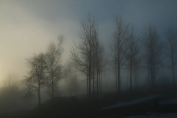 istock some trees on a small hill standing in the morning mist 1192137370