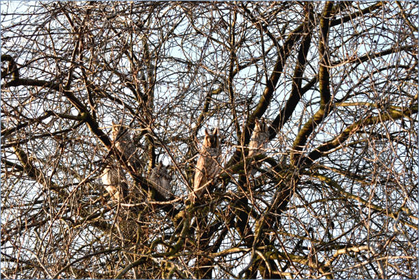 istock A flock of owls sits on a tree. 1192137560