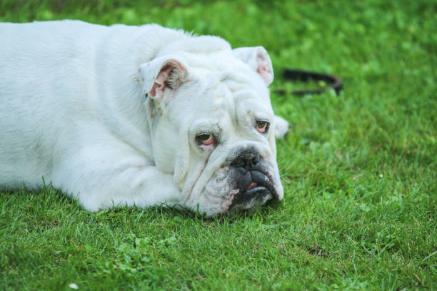 istock A sleepy bulldog is looking at you. 1192138270