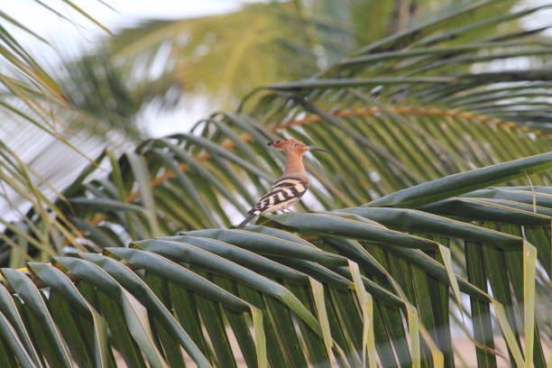 istock Side view of a woodpecker 1192138499