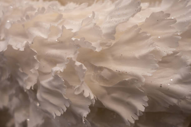 istock New Year and Christmas still life. White Rose. Artificial flower. 1192138546