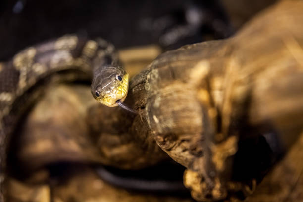 istock Beautiful snake resting in its habitat. 1192138797