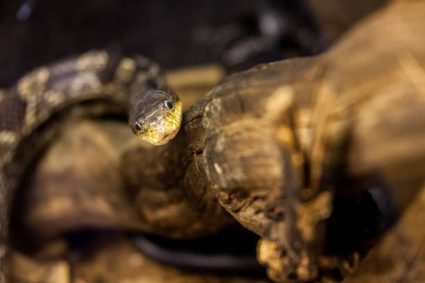 istock Beautiful snake resting in its habitat. 1192138813